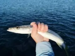 Snook/Pike/Australian Barracuda