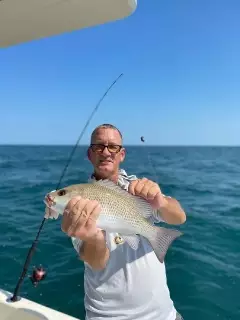 Mangrove Snapper June 2022 SWFL