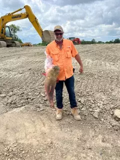 Flathead catfish