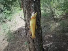 20-inch Golden Trout