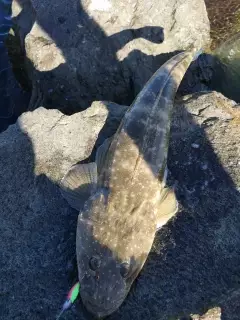 61cm Flathead