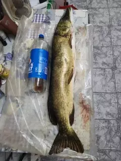 Giant pike!