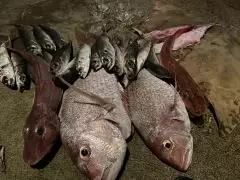 Snapper and other fish