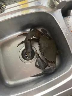 mud crab