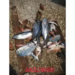 Tuna and assorted fish