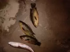 Fishing huck
