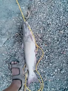 Catfish