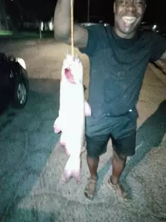 Catfish