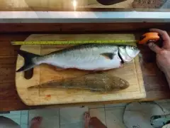 34cm Blue spotted flathead and 46cm Australian salmon