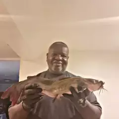 Channel catfish in the CA Aqueducts