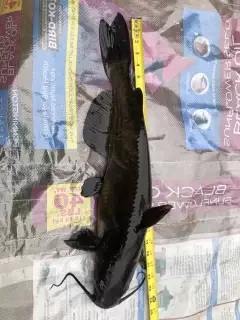 Channel catfish