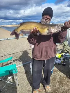 Channel catfish