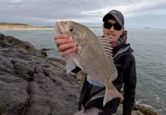 Snapper off the Rocks