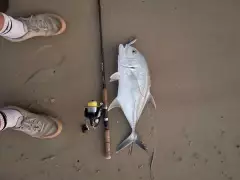 Trevally