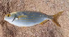 Bamboo-fish or Stinkfish