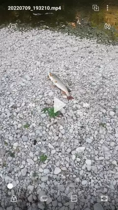 12 lb northern pike