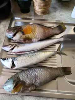 various fish