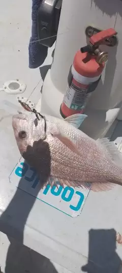 Snapper
