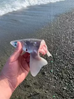 Dogfish