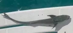 Shark sucker