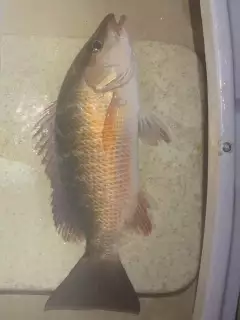 Mangrove snapper