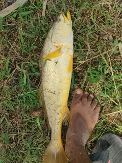 Yellow snapper