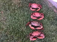 Crabs