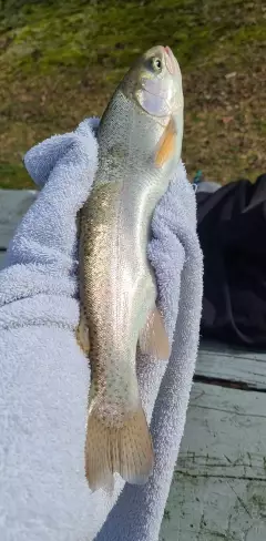 Rainbow(?) Trout