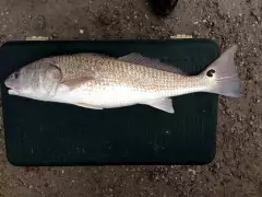 Red drum