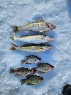Walleye and crappie