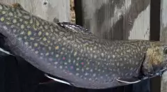 Speckled trout