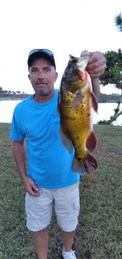 Peacock bass