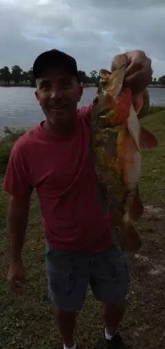 Peacock bass, lake osborne Florida