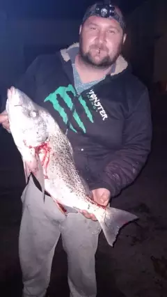 Tiger 7kg