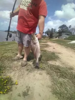 Tiger4. 6kg