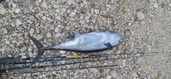 tuna