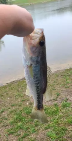 Bass, large mouth...??