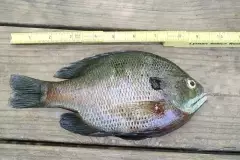 Bream fishing