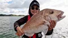 A big snapper