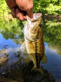 Large mouth bass