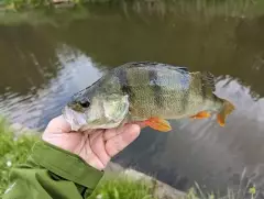 Perch