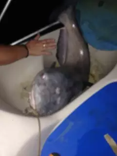 38 pound Catfish