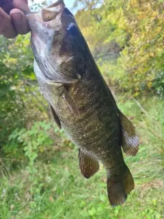 Smallmouth