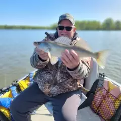 Walleye