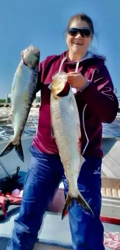 Atlantic Shad