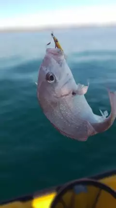 Snapper
