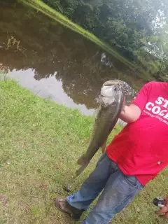 Large mouth bass 8.75lbs
