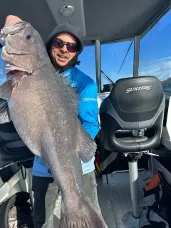New Zealand hapuka