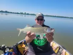 Walleye