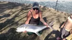 Queenfish